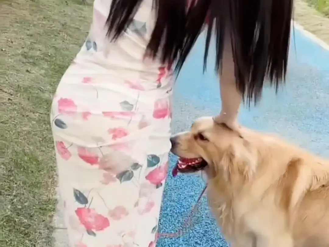 《抖音香香公主与爱犬金毛》完整版资源免费领取-直播回放在线观看-抖音香香公主与爱犬金毛网盘下载